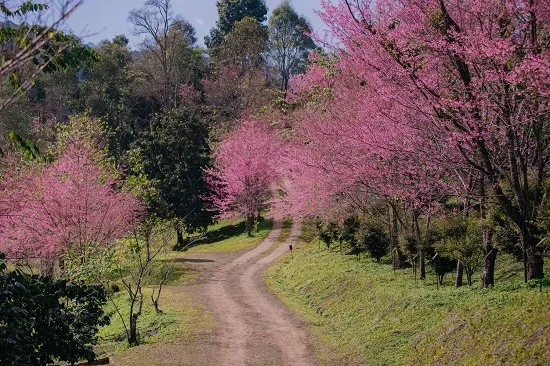พญาเสือโคร่งในบ้านปางขอน เชียงราย