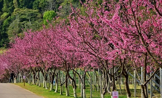 ดอกซากุระเมืองไทยที่ดอยอ่างขาง เชียงใหม่