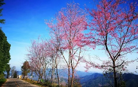 ต้นพญาเสือโคร่งวางขนาบถนน