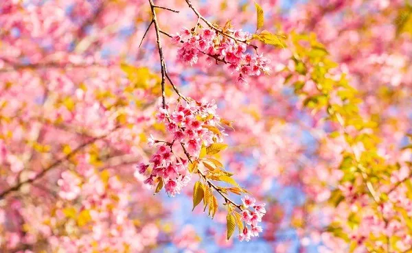 ดอกซากุระเมืองไทยบานสะพรั่ง