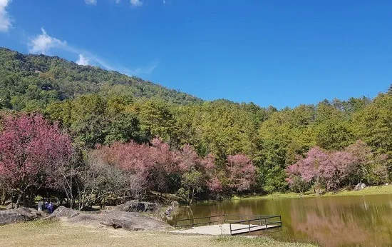 ดอกซากุระเมืองไทยในศูนย์อนุรักษ์พันธุ์กล้วยไม้รองเท้านารี