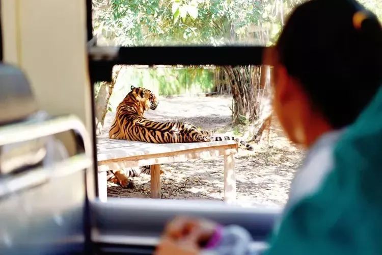 นั่งรถมินิบัสชมเสือโคร่งนอนกลางวันแบบมีกระจกกั้นนิดเดียว 