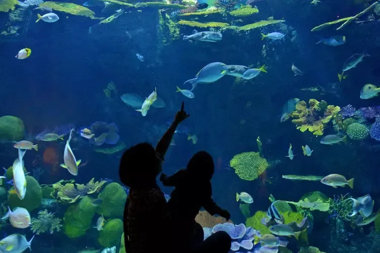 พาลูกน้อยท่องโลกใต้น้ำที่ซีไลฟ์ แบงคอก 