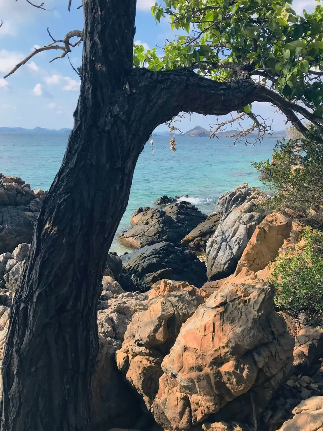 ต้นไม้ใหญ่ที่เกาะขาม