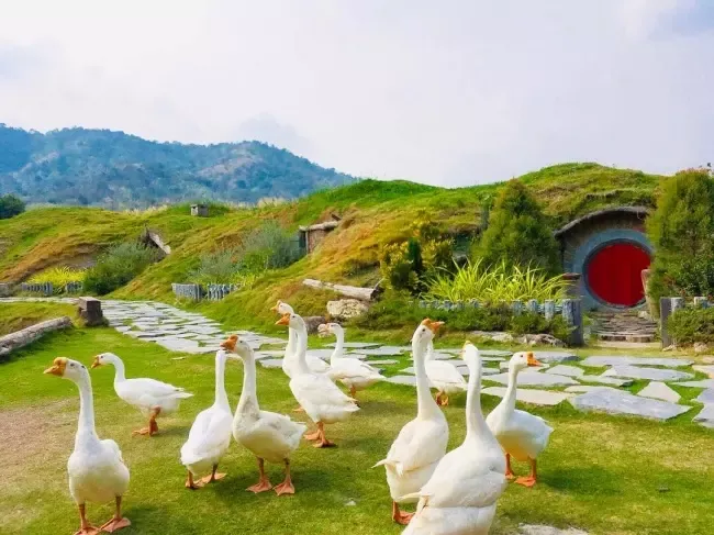 อัลปาก้า ฮิลล์