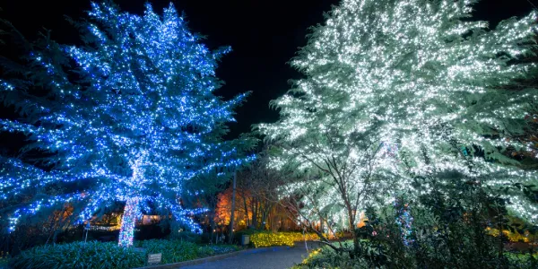 ต้นสนซีดาร์ของเทือกเขาหิมาลัย ต้นสนซีดาร์ของเทือกเขาหิมาลัย