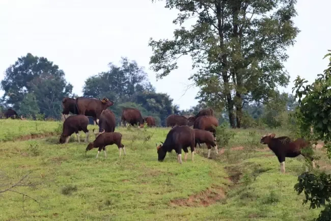 เขาแผงม้า เขาแผงม้า