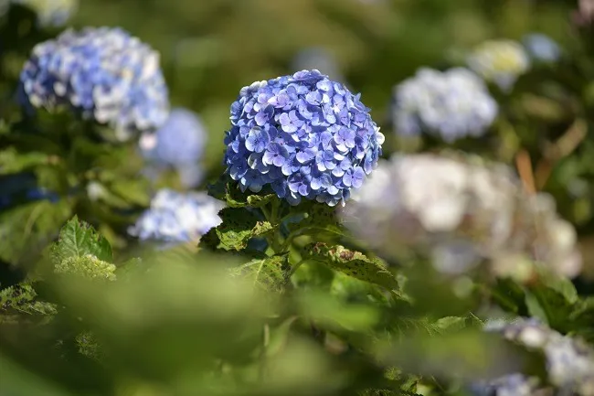 ดอกไฮเดรนเยีย ใน กู๋เนียร์ ไฮเดรนเยีย