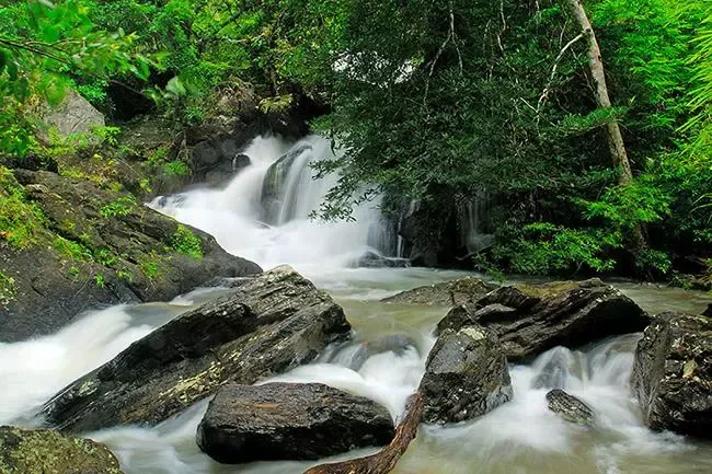 ผากล้วยไม้ ผากล้วยไม้