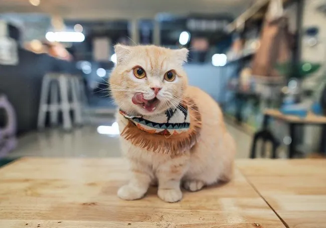 แมวสีส้มกำลังแลบลิ้น