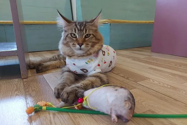 แมวในร้าน Cat Brothers Cafe