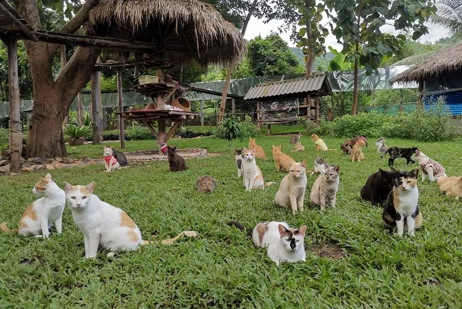 แมวจรจัด ที่ Cat Kingdom