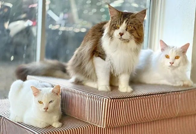 แมวสามตัว