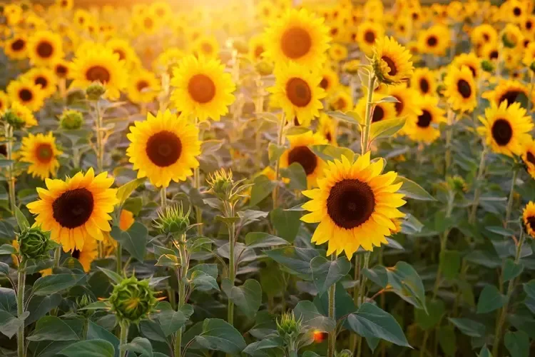 ทุ่งทานตะวันยามเช้า 