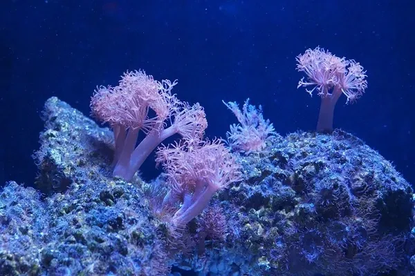 พิพิธภัณฑ์สัตว์น้ำ SEA LIFE Bangkok