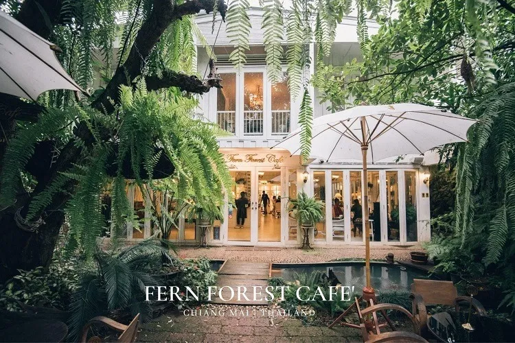 ร้าน FERN FOREST CAFE