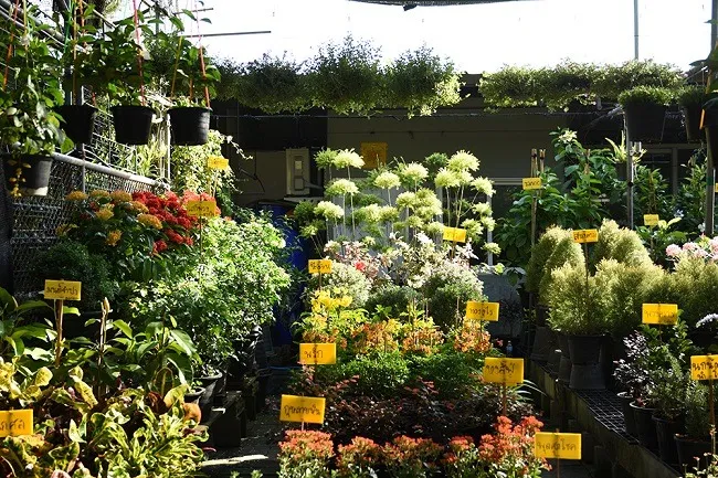 ต้นไม้ใน Garden Center ตลาดต้นไม้บางใหญ่
