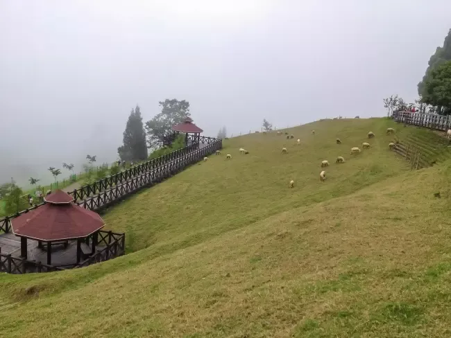 ฟาร์มแกะชิงจิ้ง