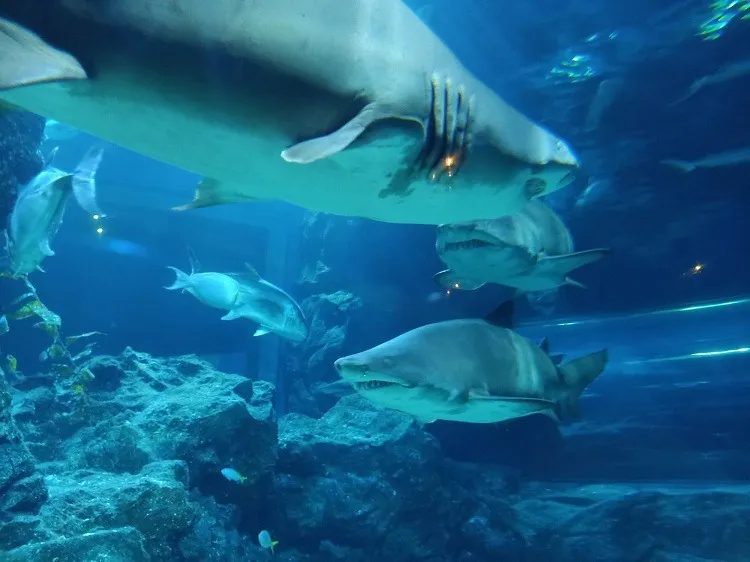 SEA LIFE Bangkok Ocean World