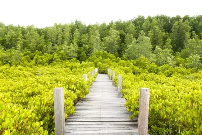 ทุ่งโปรงทอง