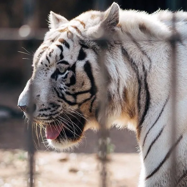 สวนสัตว์โบนันซ่า