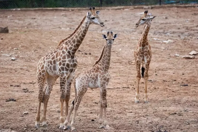 ยีราฟในสวนสัตว์