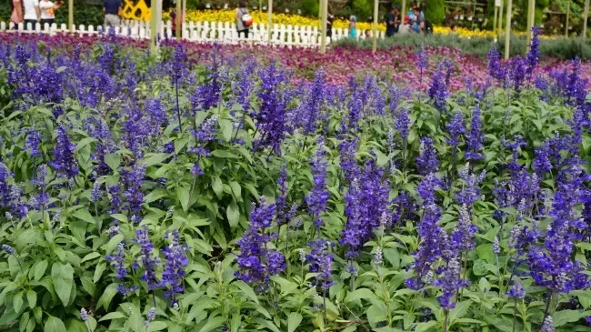 ไฮแลนด์ ฟุราโนะ