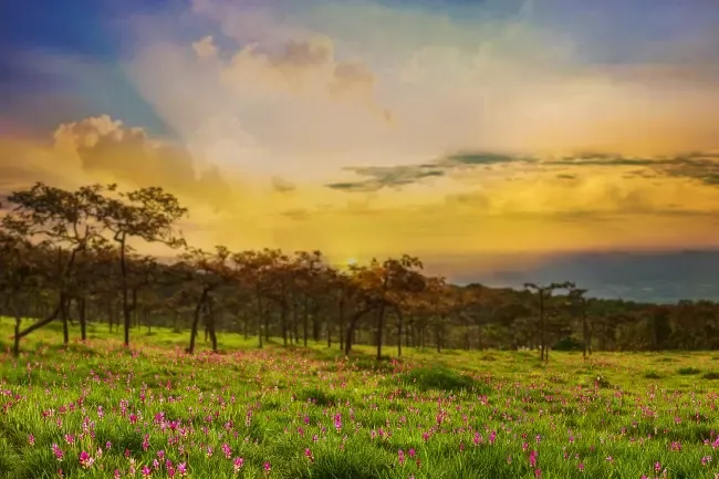 อุทยานแห่งชาติไทรทอง