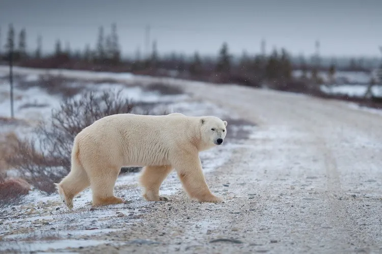 หมีขาวในเมืองเชอร์ชิลล์
