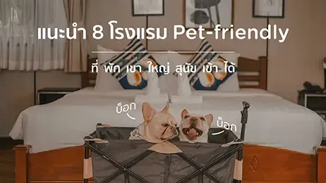 ที่พักสุนัขเข้าได้