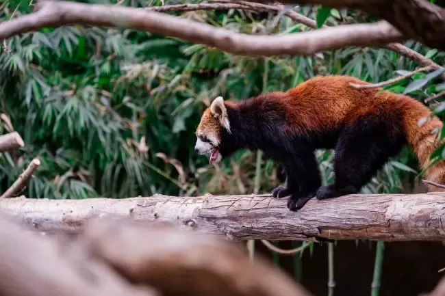 สวนสัตว์โกเบ สวนสัตว์โกเบ