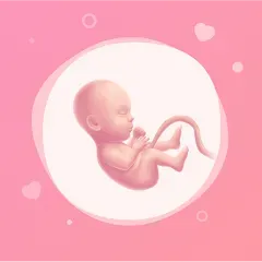 Pregnancy App BabyInside