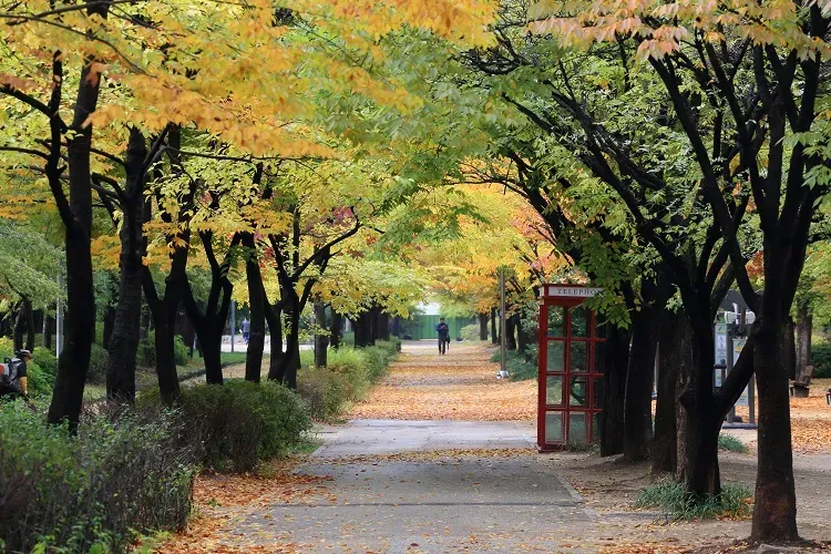 Seoul Forest Park
