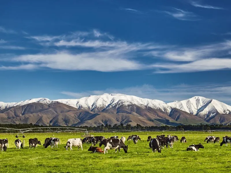 นิวซีแลนด์