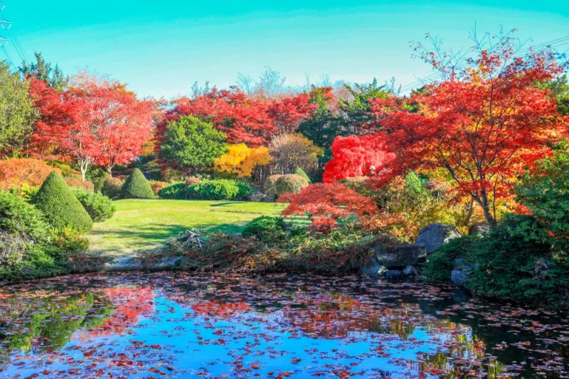 บึงสวนสาธารณะฮิราโอกะ (Hiraoka Greenery Center) บึงสวนสาธารณะฮิราโอกะ (Hiraoka Greenery Center)