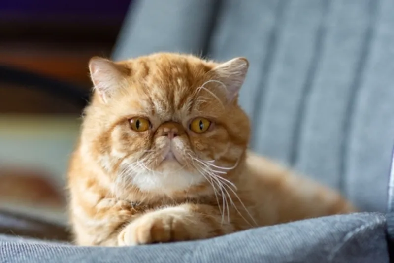 พันธุ์แมว เอ็กโซติก