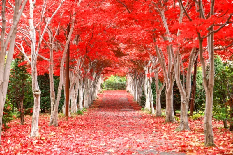 สวนสาธารณะฮิราโอกะ (Hiraoka Greenery Center) ช่วงใบไม้ปลี่ยนสี สวนสาธารณะฮิราโอกะ (Hiraoka Greenery Center) ช่วงใบไม้ปลี่ยนสี