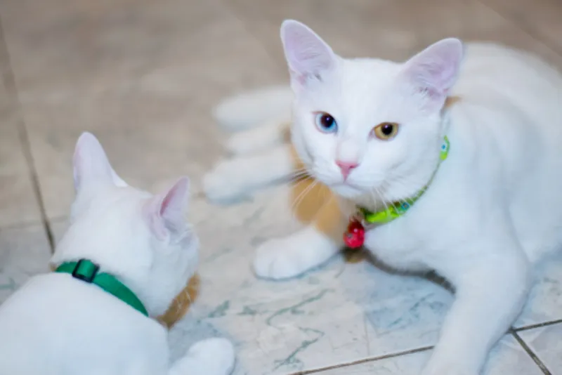 พันธุ์แมว ขาวมณี 