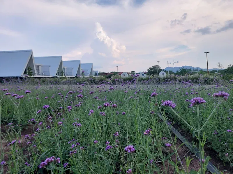 หลงเขาคาเฟ่ ภูผาม่าน ขอนแก่น