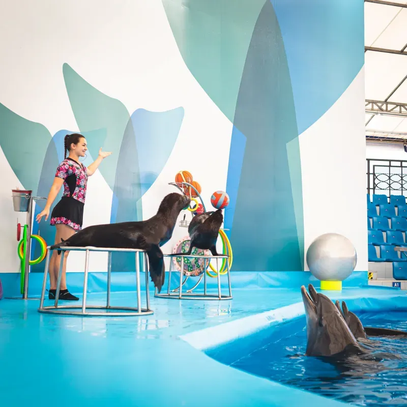 พัทยา ดอลฟินาเรียม