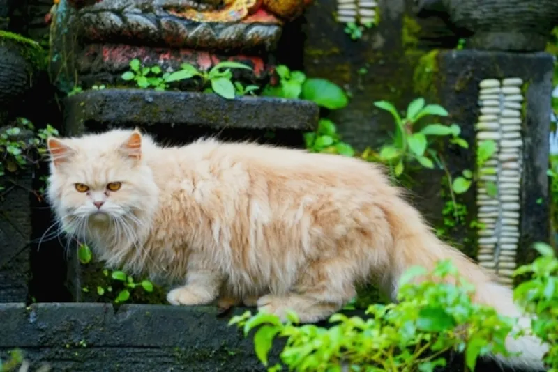 แมวเปอร์เซีย