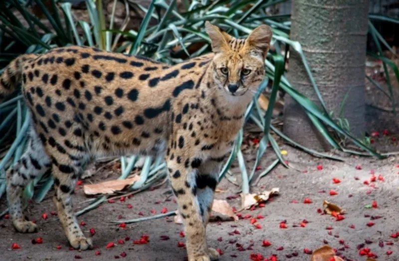 แมวเซอร์วัล