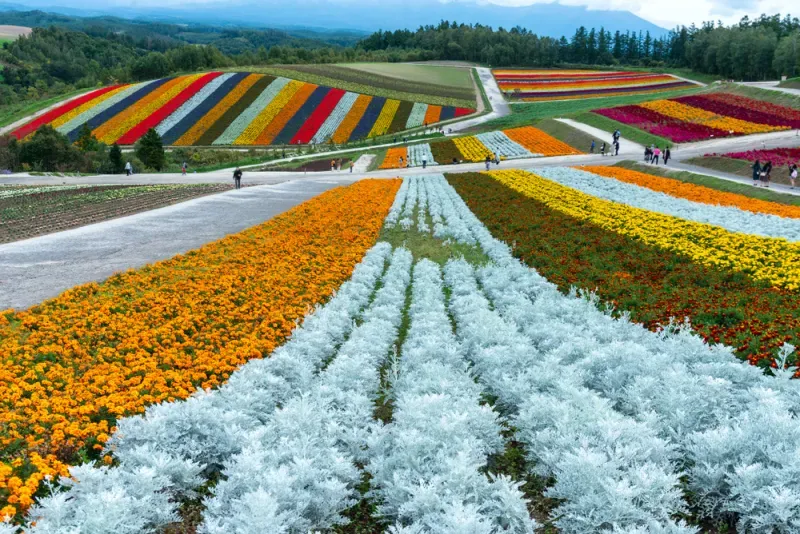 บรรยากาศเทศกาล กรีน ซีซั่น ที่ สวนดอกไม้ชิกิไซ โนะ โอกะ