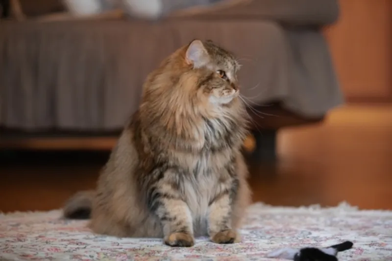 พันธุ์แมว ไซบีเรียน 