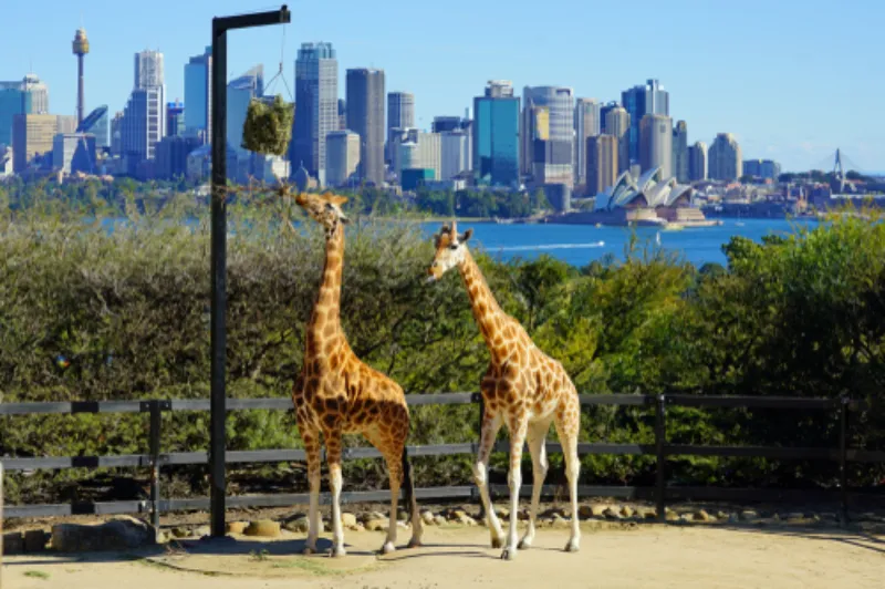 เที่ยวออสเตรเลีย ด้วยตัวเอง