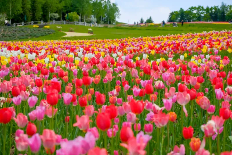 ทุ่งดอกทิวลิป ที่ สวนสาธารณะทาคิโนะ ซุซุรัน