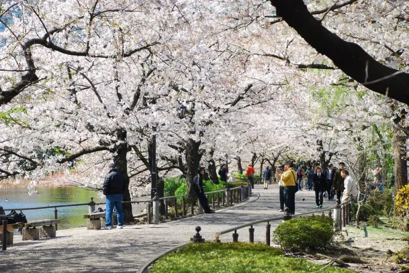 สวนอุเอโนะ (Ueno Park) สวนอุเอโนะ (Ueno Park)
