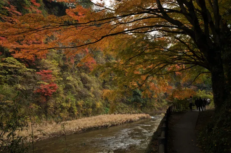 ที่เที่ยวชิบะ หุบเขาโยโระ เคอิโคคู ที่เที่ยวชิบะ หุบเขาโยโระ เคอิโคคู