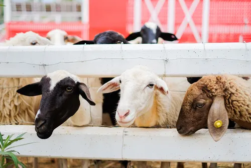 นิวแลนด์ ฟาร์มแกะ สวนผึ้ง