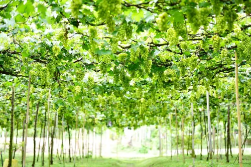 ไร่องุ่นภูผา